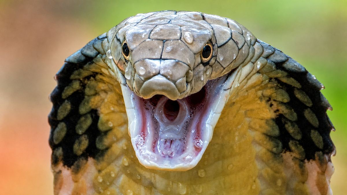 張口的眼鏡蛇，露出毒牙 · a cobra with its mouth open, fangs showing